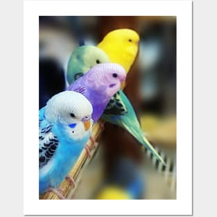 Parakeets Photo Posters and Art